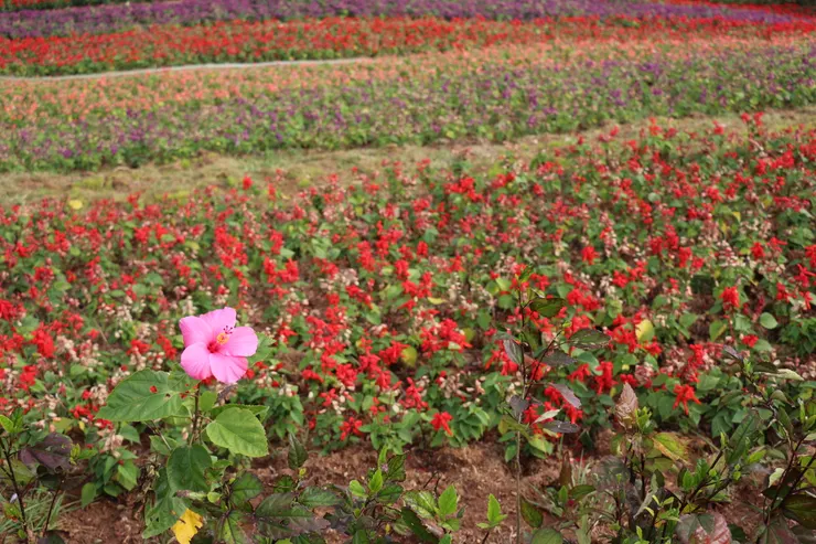 這我自己拍的應用在文章裡