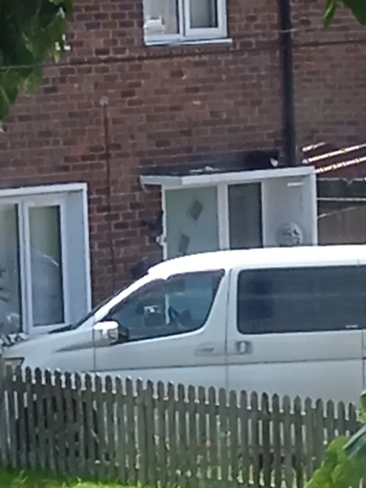 我是住在對面家的小貓，經常睡在車頂上，好暖呼呼~這張照片就是我睡在簷逢頂時拍的