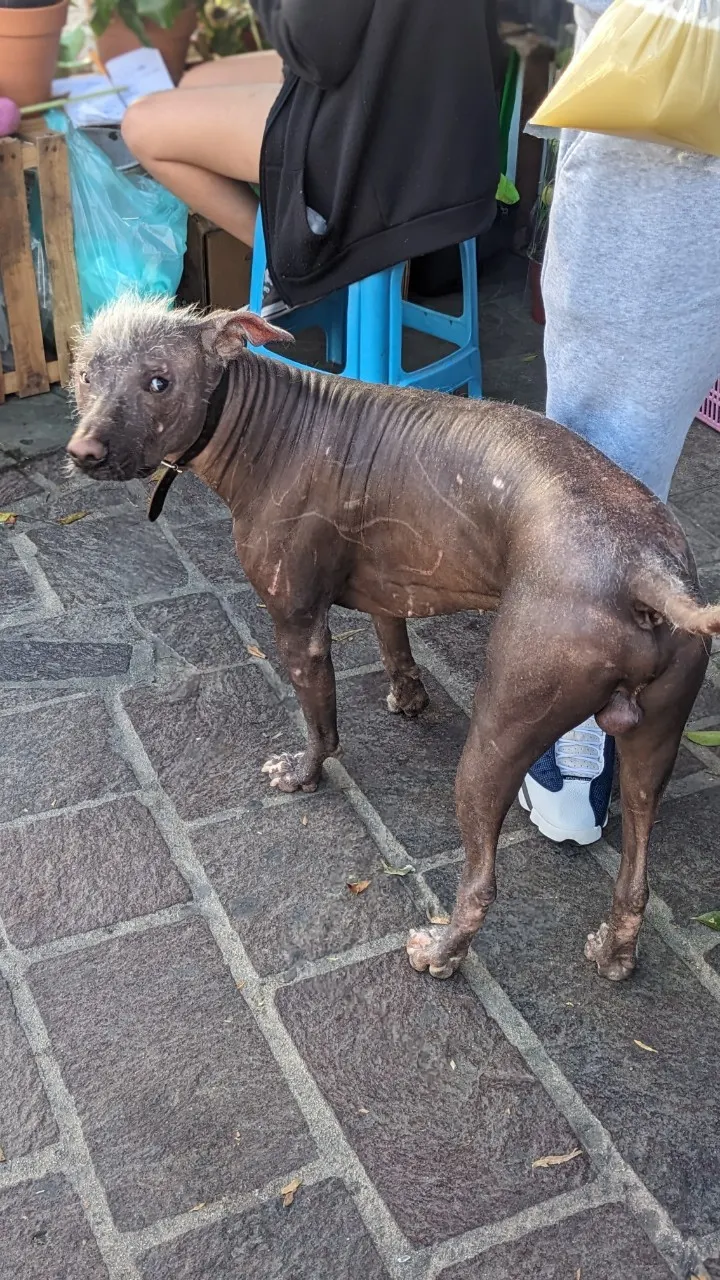 市場閒晃的墨西哥無毛犬