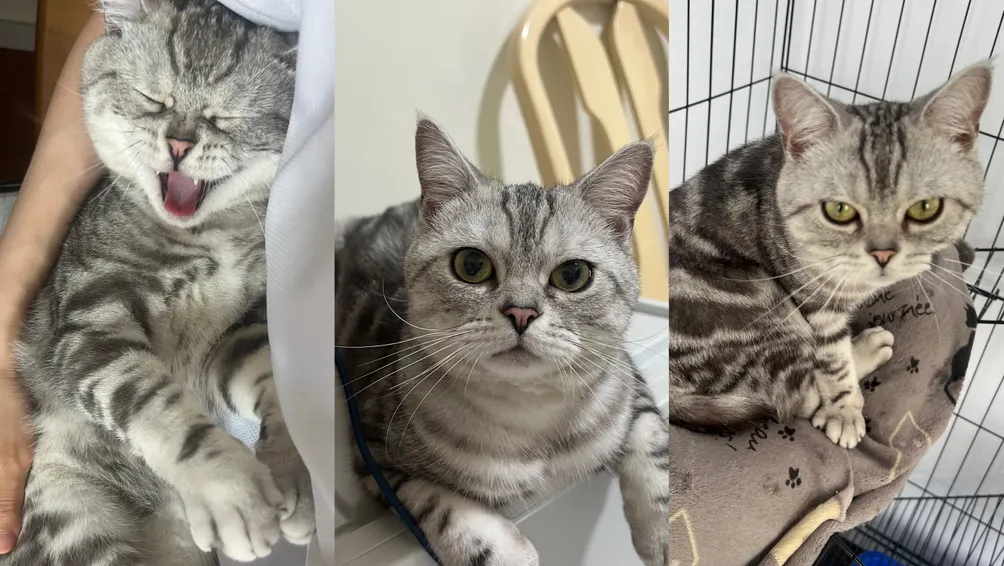 下班只想當貓的沙龍