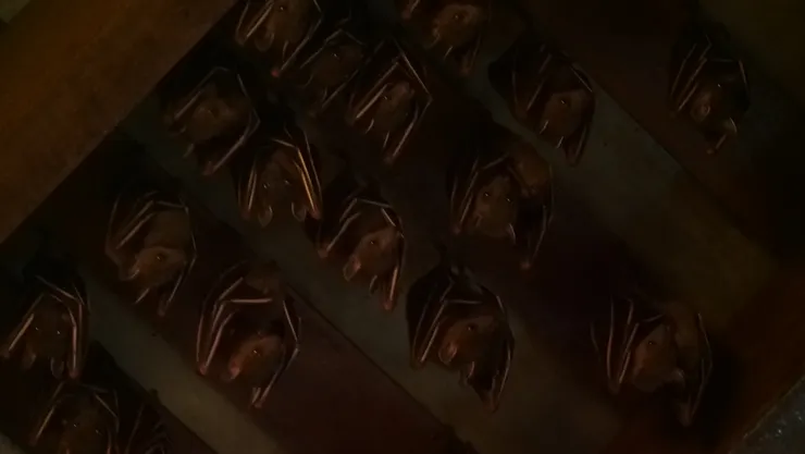 眼裏都是蝙蝠