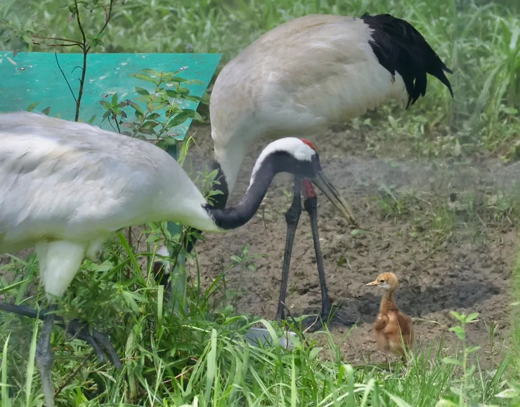 台北市立動物園丹頂鶴 ~Dr. 范 提供