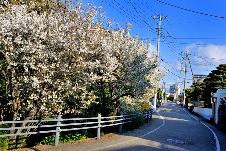 【到了櫻並木段，再登階上岸。】
