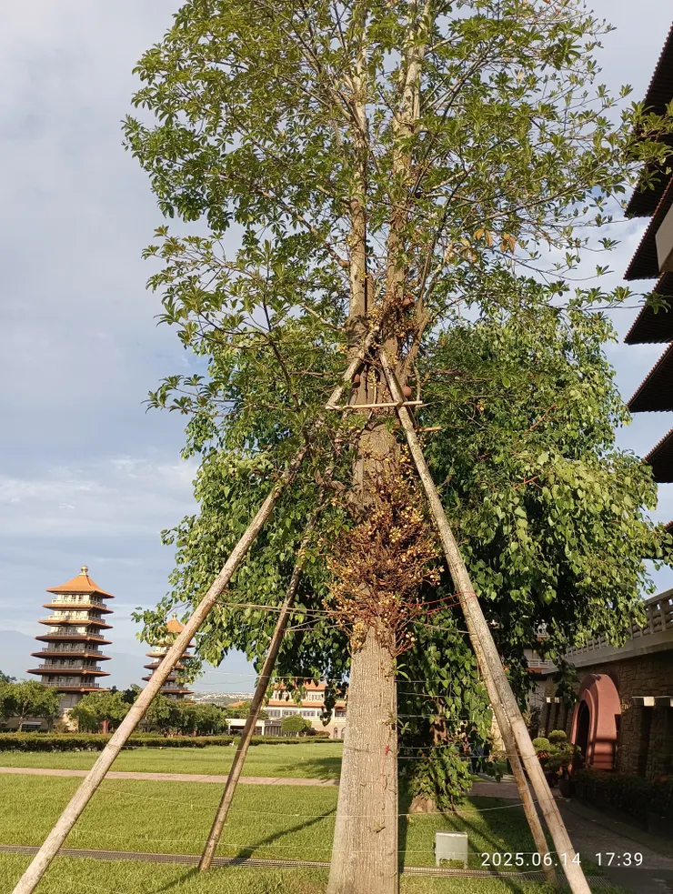 砲彈樹，自拍攝