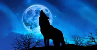 人狼屋的電影珍奇櫃