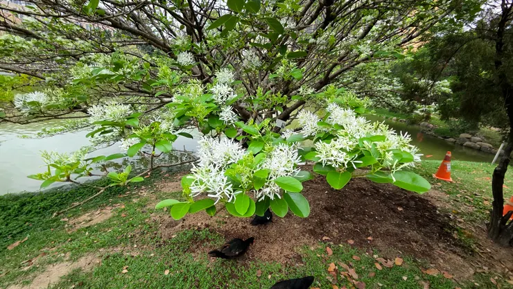 中興湖畔流蘇綻放(李建崑攝影)
