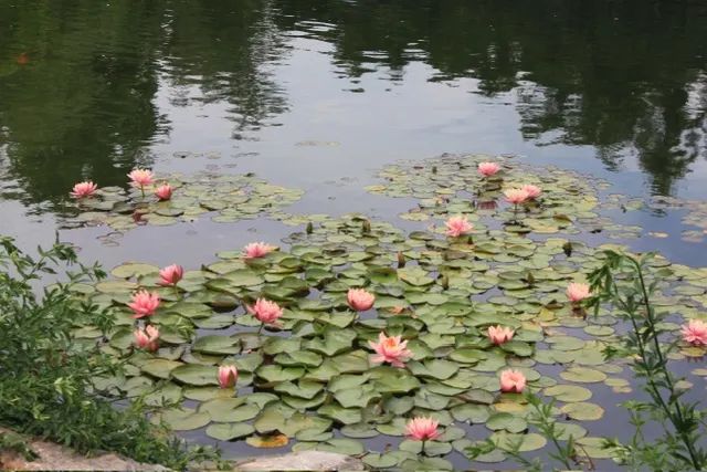 中式庭園的荷花池（洛杉磯 The Huntington Library)