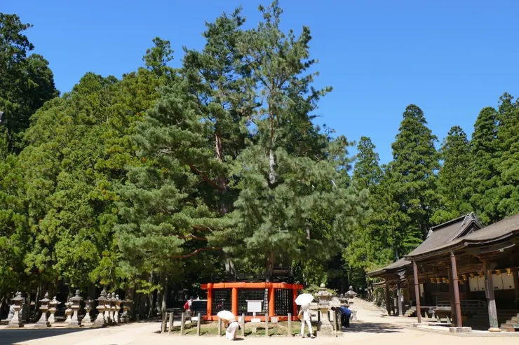 三鈷の松 (來源:THE GATE)