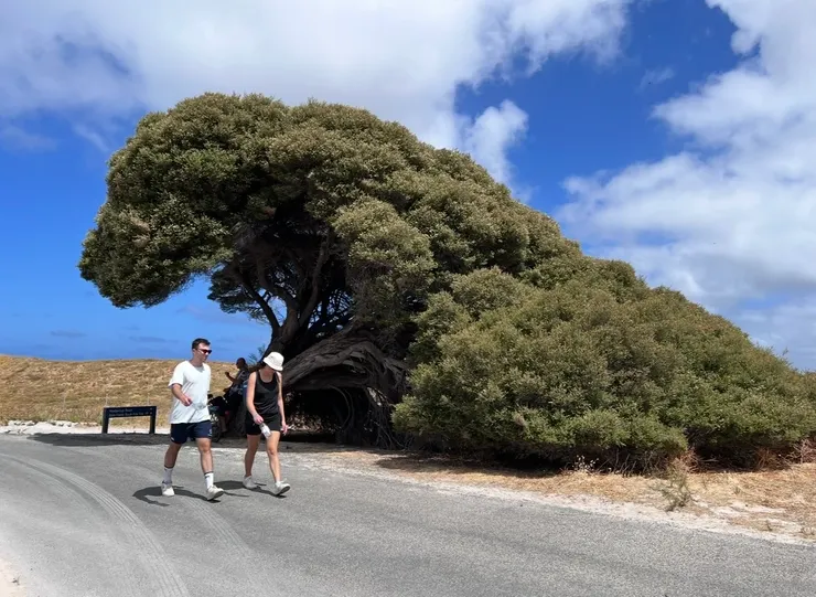 當時不覺得，回來後看著相片，發覺這棵樹真像一隻大恐龍