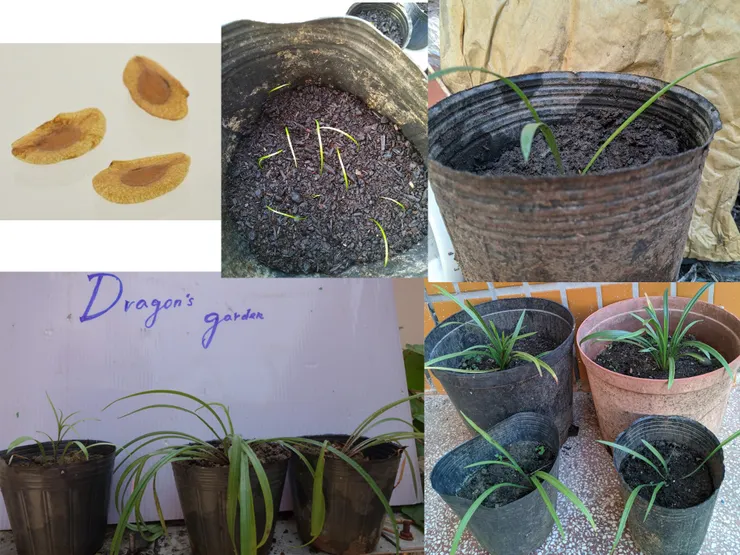 台灣百合在家中成長