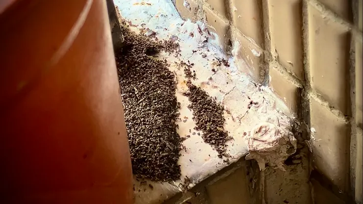 【附圖：一群小螞蟻在自家陽台邊的花盆與牆壁之間建立的小型殖民地文明 - 矮丘小巷文明。雖然筆者樂觀其成，但有點懷疑下次的颱風會不會將之摧毀。/ 筆者攝於公元 2024.12.11】 