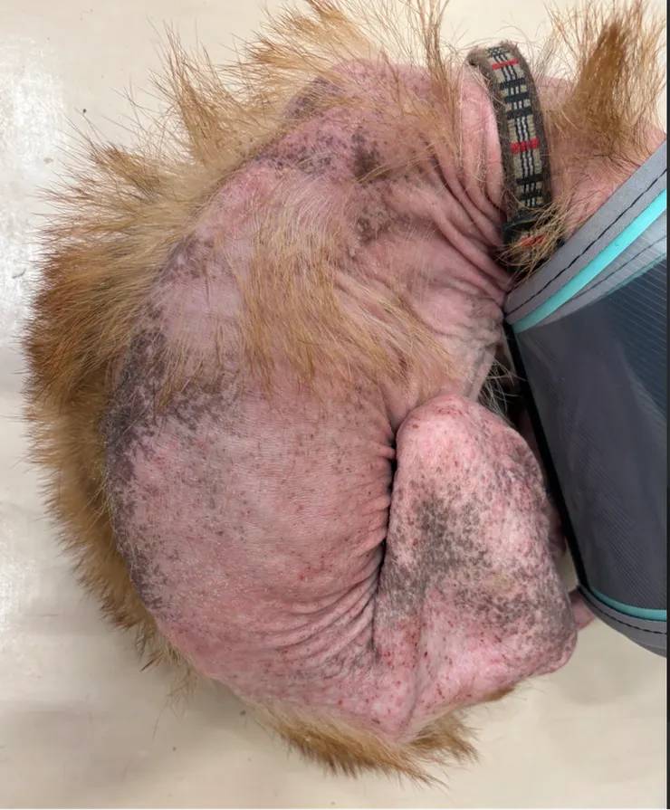 多年癢不停的16 歲柴犬衣機