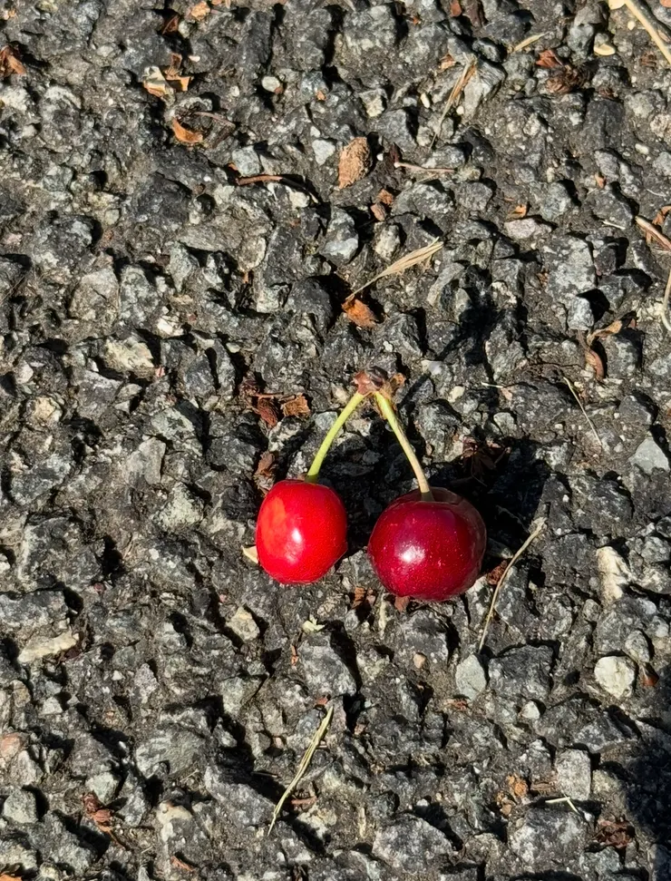 剛剛落地的櫻桃