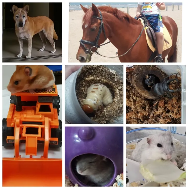 我兒子的寵物,那隻馬是來串場的!