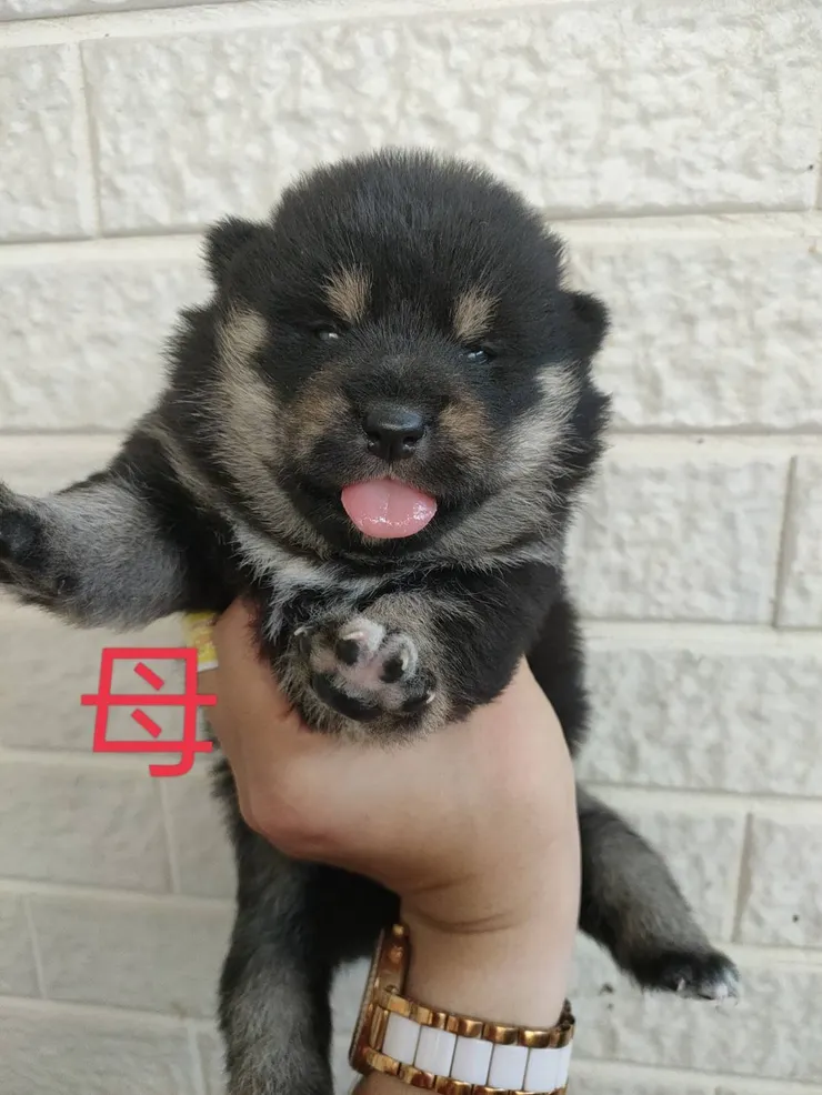 初次見面的相親照?