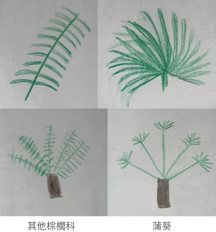 蒲葵葉子和其他棕櫚科植物的差別