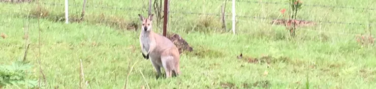 路上再見小袋鼠