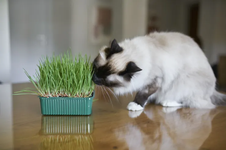 貓草本身富含纖維且對貓咪無毒無害，能夠刺激腸胃蠕動，可以有效幫助貓咪排出累積在胃裡的毛球。