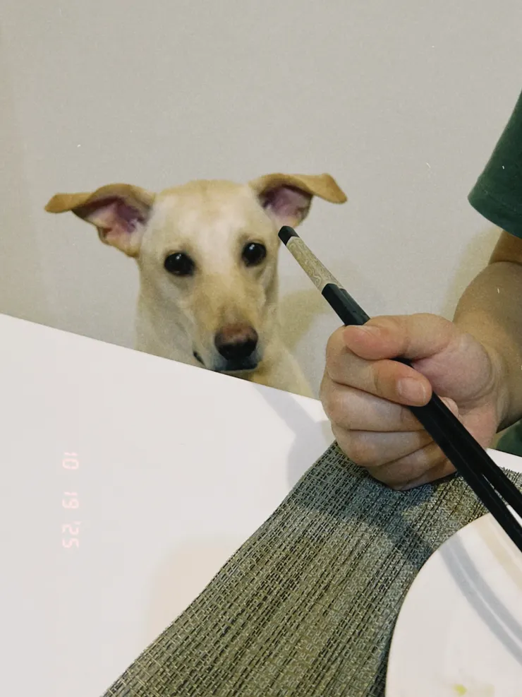 餐桌的背後靈，覬覦說書人的鮭魚