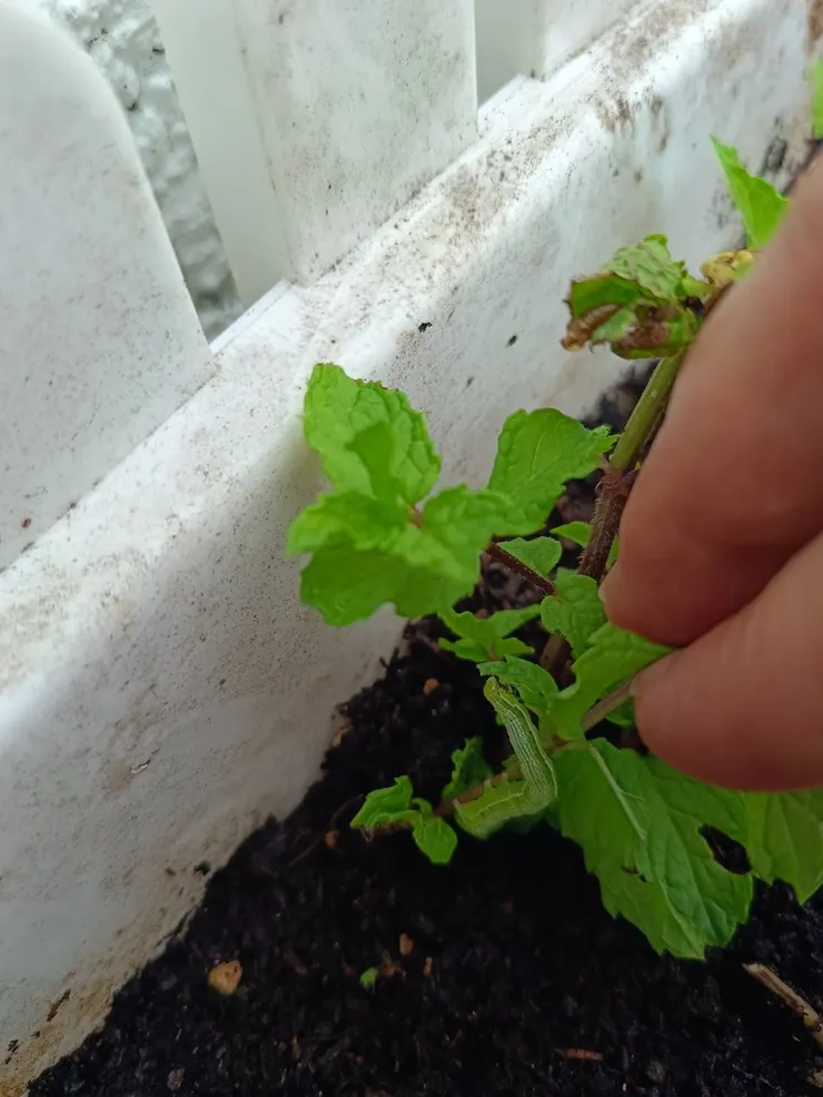 吃得正開心的小住客