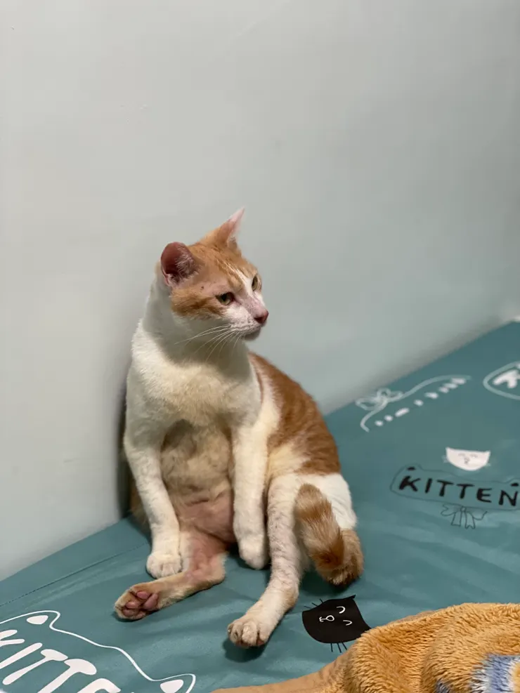 肚皮都爛掉了🫠