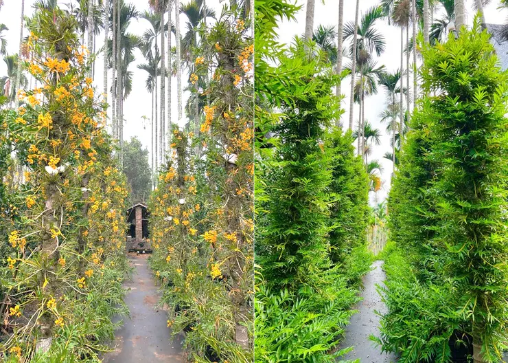 (左) 4月 - 石斛花盛開 (右) 11月 - 旺盛生長的石斛莖葉