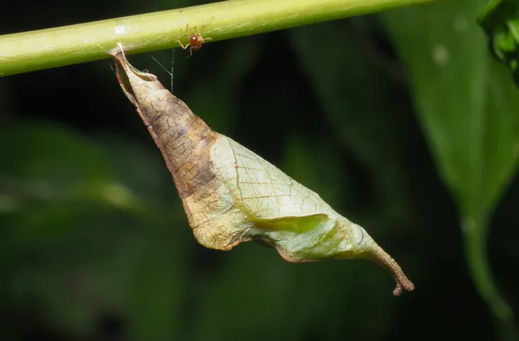 石牆蝶的蛹，偽裝成枯葉的樣子。（圖片來源：周業偉）