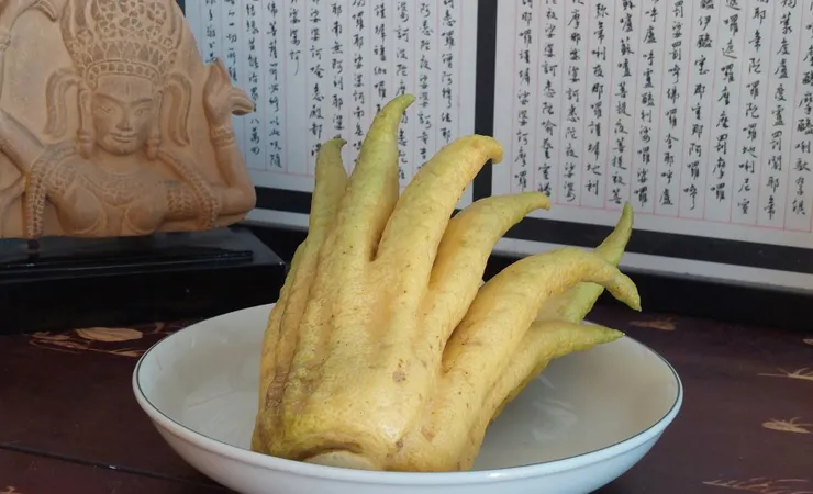 長相奇特、氣味清雅的佛手柑，是古代文人最喜歡放在案牘上供玩賞聞香的清供。