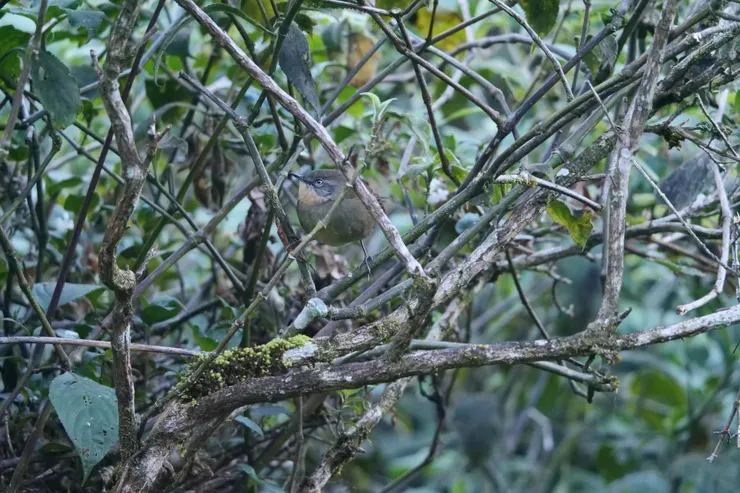 圓鼓鼓的Sri Lanka bush-warbler 斯里蘭卡獨有種