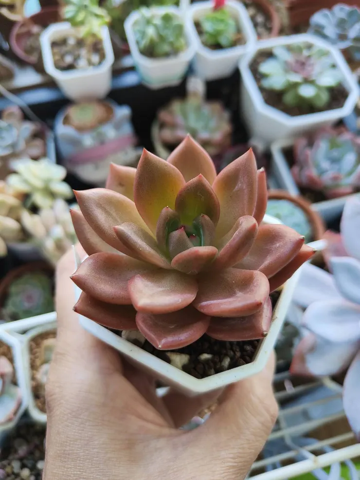 Q橙紅酒香檳真的皮實又美麗