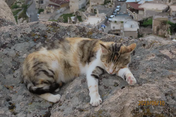 圖十四: 遊客如織，牠仍能睡得多香甜啊!