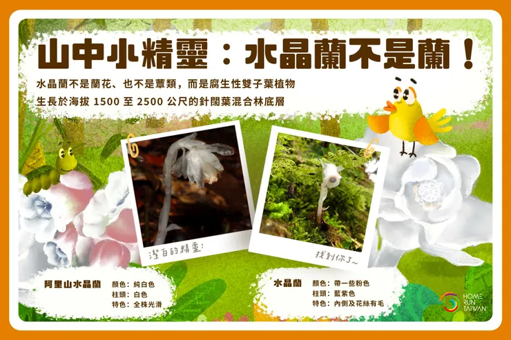 水晶蘭和阿里山水晶蘭的比較,引用自臉書粉絲專頁 Home Run Taiwan