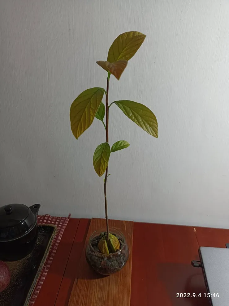 神秘女子的成果