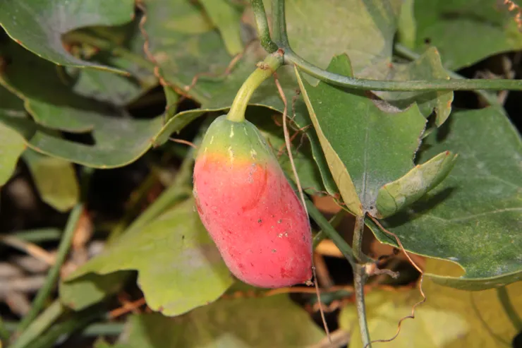 實。圖 / 佛光山佛陀紀念館、莊溪