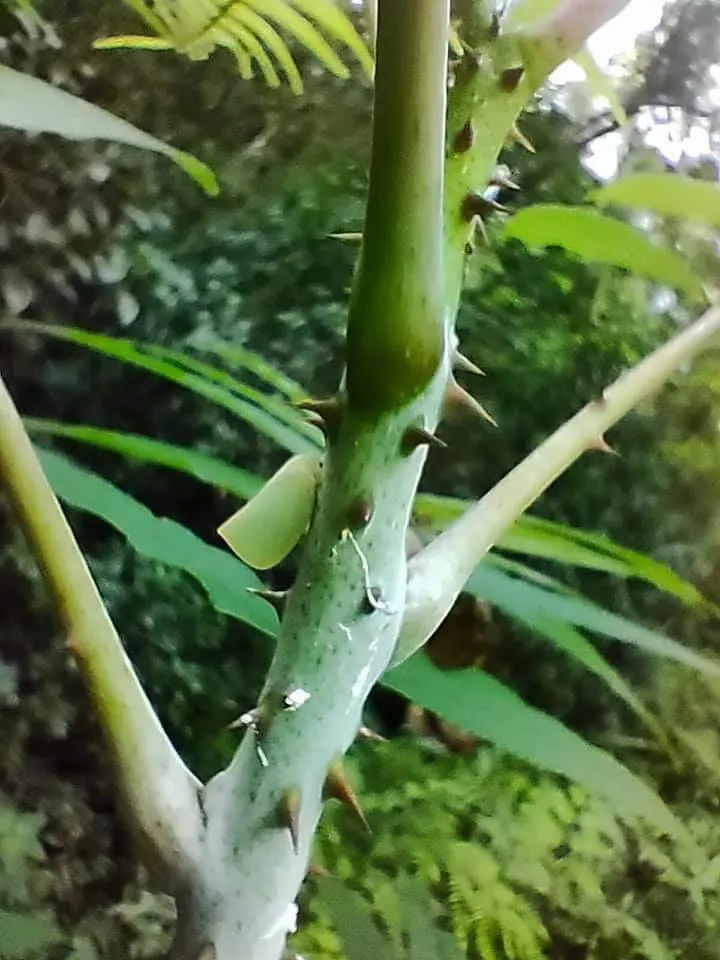 綠寶石般的青蛾蠟蟬