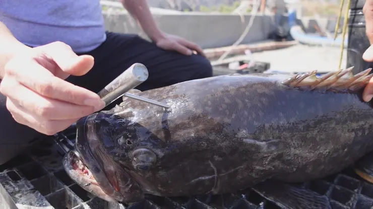 歐盟認可的「活締法」