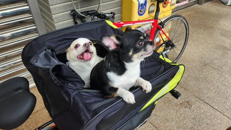 拍攝於中興嶺7-11前