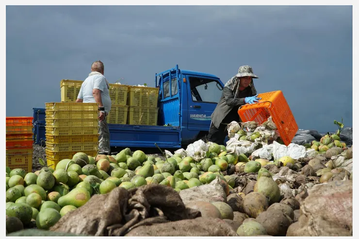 麻豆文旦農陸續清理園中廢果到堆置場-我們的島