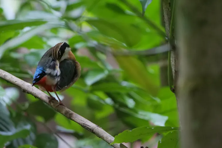 “先梳毛再讓你拍”