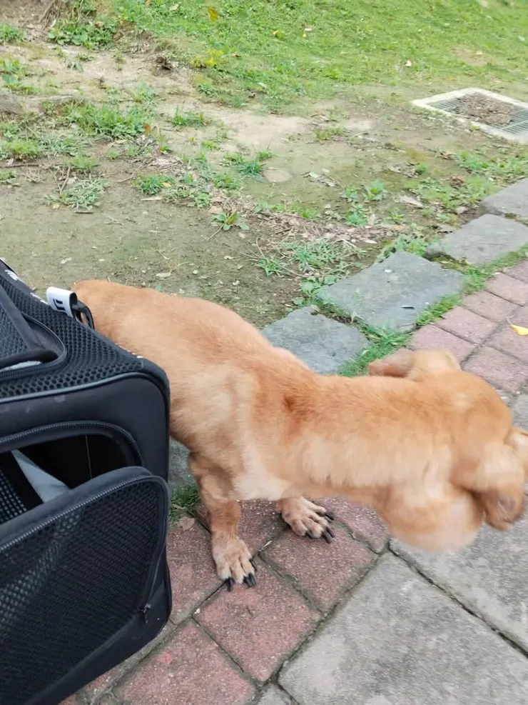 白內障和口腔右側的瘤讓我走不穩