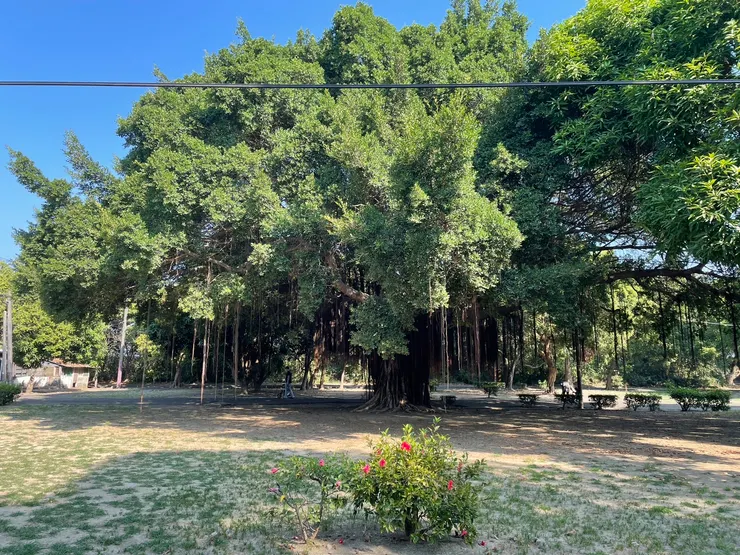 長勢喜人的大榕樹