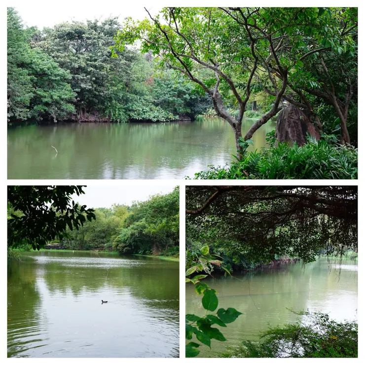 生態池如亞馬遜河原始雨林