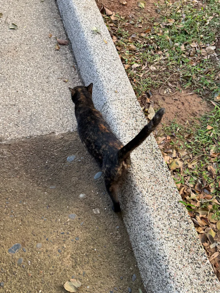 2025/12/01 用肉墊打人的貓