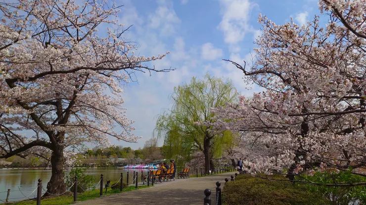 上野公園櫻花。