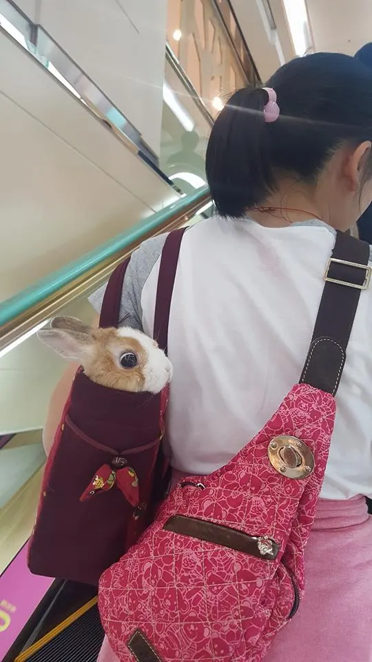 照片來源:多多兔寶貝 FB粉專