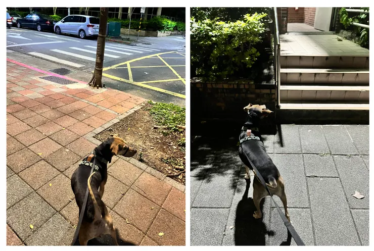 晚上一直東張西望