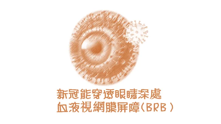 新冠能穿透眼睛深處 血液視網膜屏障（BRB）