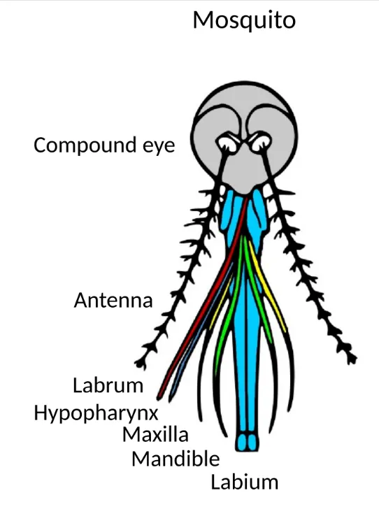 蚊子的口器構造。By Chiswick Chap - Own work, CC BY-SA 4.0