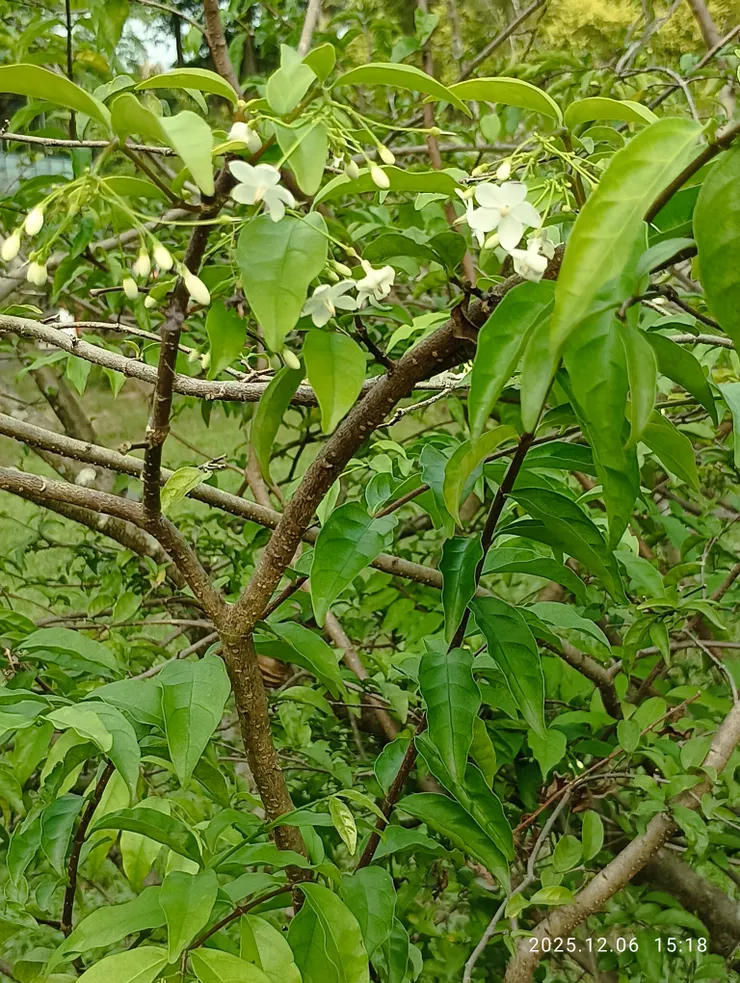 水梅，皆自拍攝