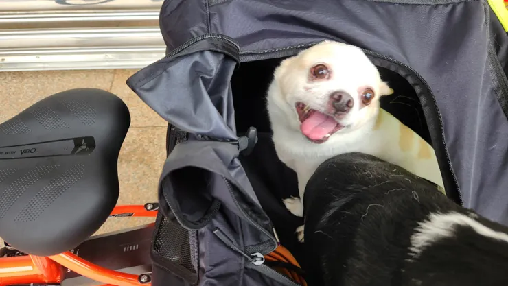 開心的哥哥吉。加上碰吉,兩隻吉娃娃總重約12公斤左右。